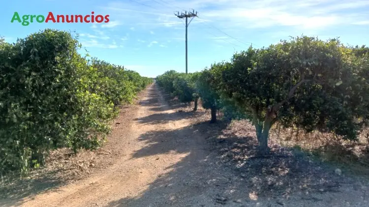 Venta  de Finca de naranjos en Tarragona