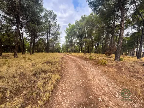 Finca de Olivos en Iznalloz Granada