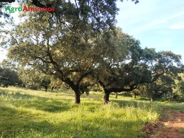 Venta Finca Dehesa Badajoz