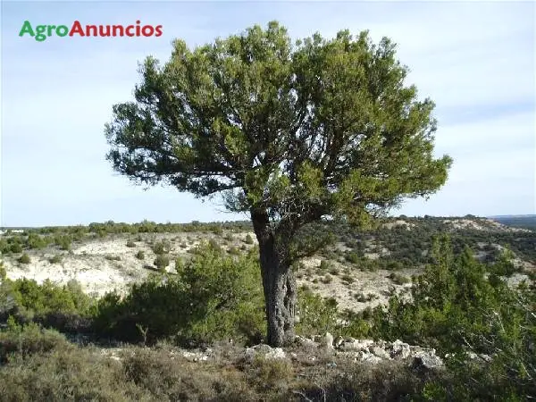 Venta  de Finca forestal en Soria