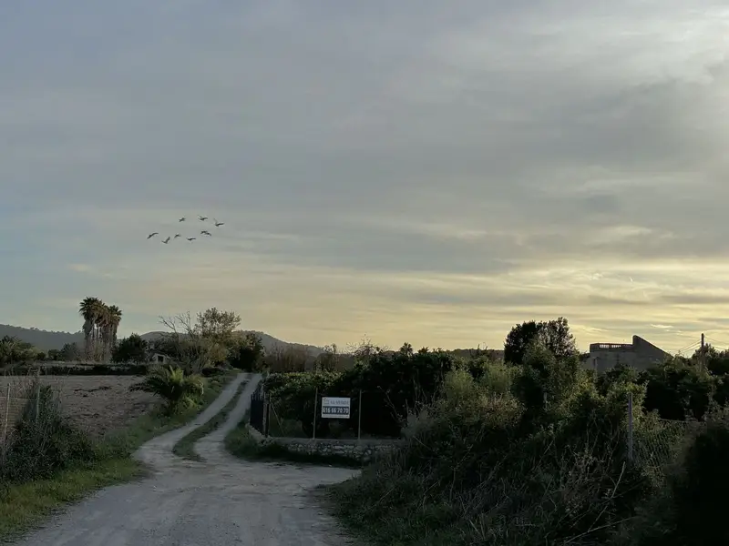 Chalet en venta Manacor Mallorca para reformar gran parcela piscina