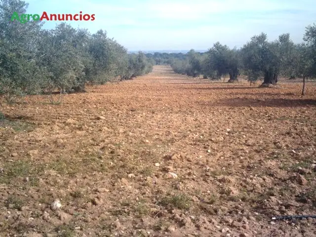 Alquiler  de Finca de olivos en Madrid