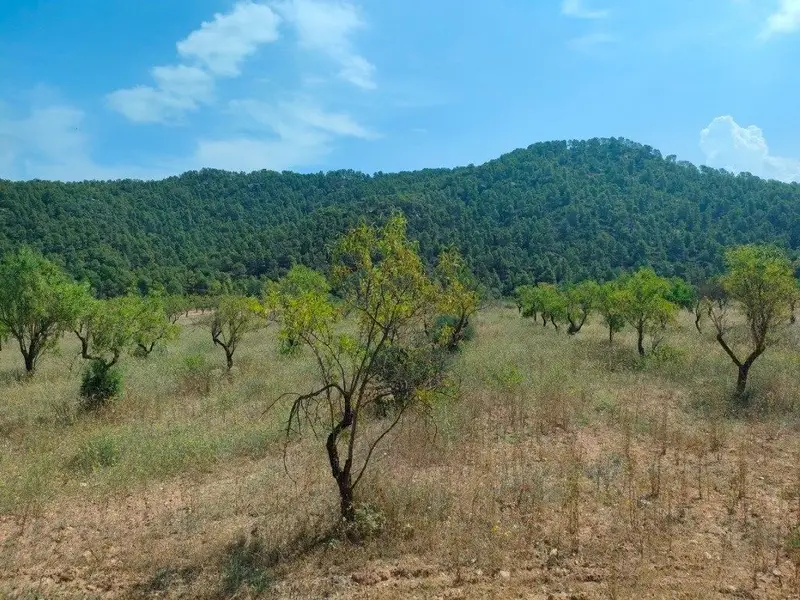Venta Finca Rustica Arenys de Lledo 359 Hectareas