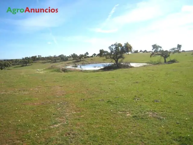 Venta  de Finca ganadera con plaza de toros en Cáceres