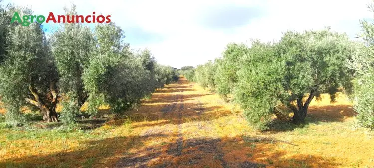 Venta  de Finca de olivar en Ciudad Real