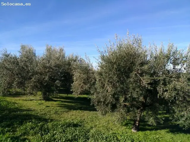 Olivar Intensivo en Producción 12 Has 1600 Plantas