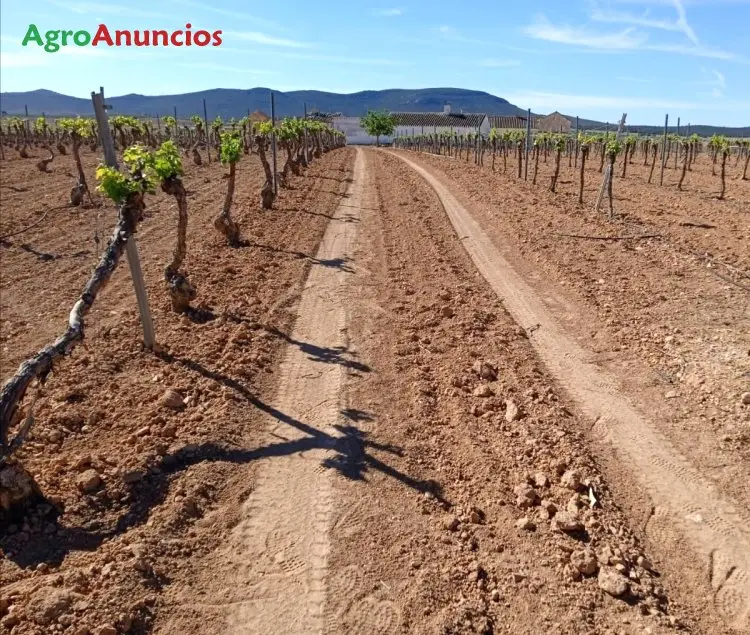 Venta  de Finca de viñedo con riego por goteo en Ciudad Real