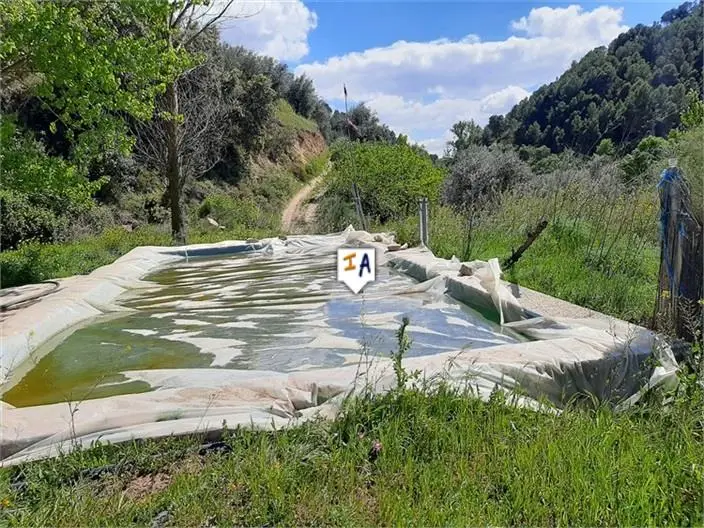 Terreno con Olivos en Venta cerca Montefrio Granada