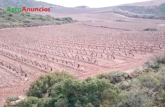 Venta  de Finca de viñedo de secano en La Rioja