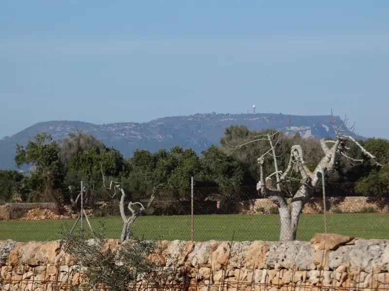Venta Finca Rustica Arenal Llucmajor 44000m2