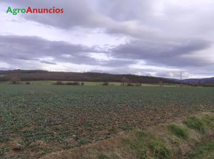 Venta  de Finca de regadío en Álava