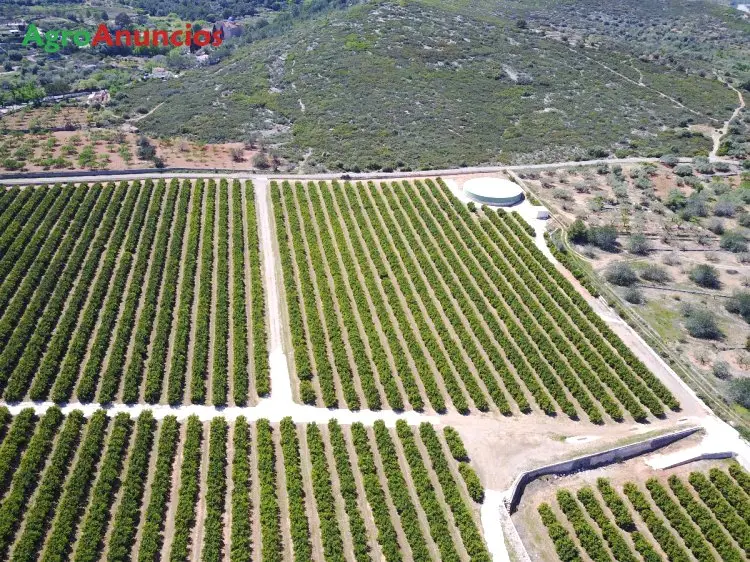 Venta  de Finca de naranjos en Castellón