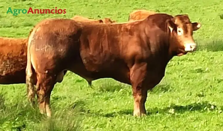 Compra  de Finca con dehesa en Salamanca