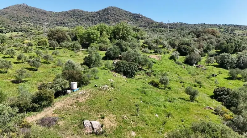 Venta Finca Rustica Gaucín 7 Hectareas Olivos Ecológicos