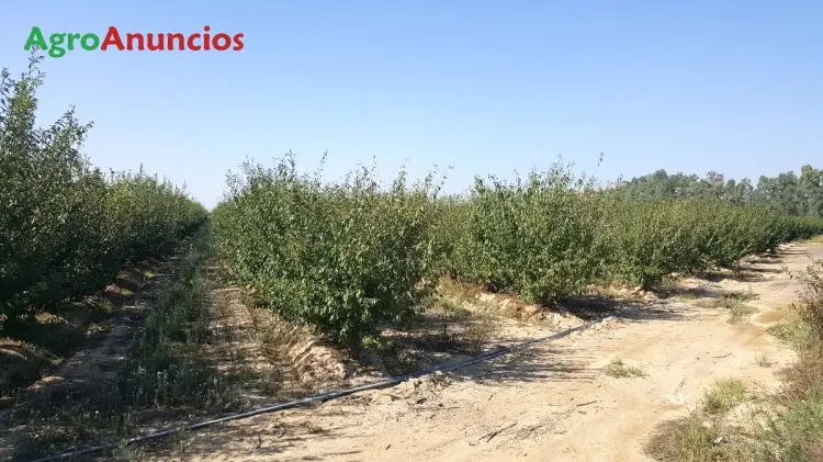 Venta  de Finca de frutales en Badajoz