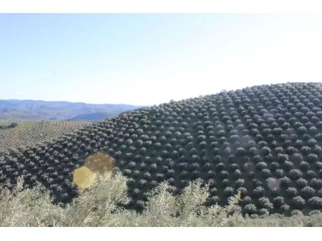 Olivar con Casa Piscina y Garaje en Pozoblanco