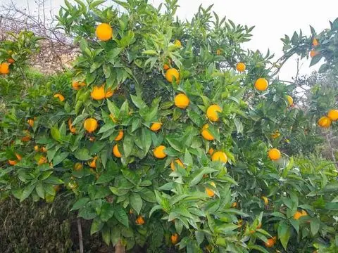 Terreno en Venta Canillas de Albaida