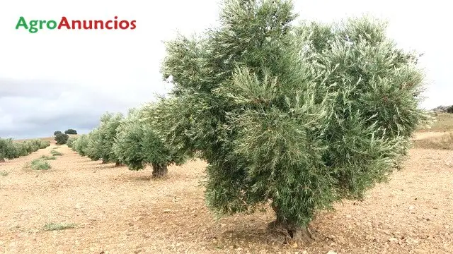 Venta  de Finca de regadio de olivar y cereal en Toledo