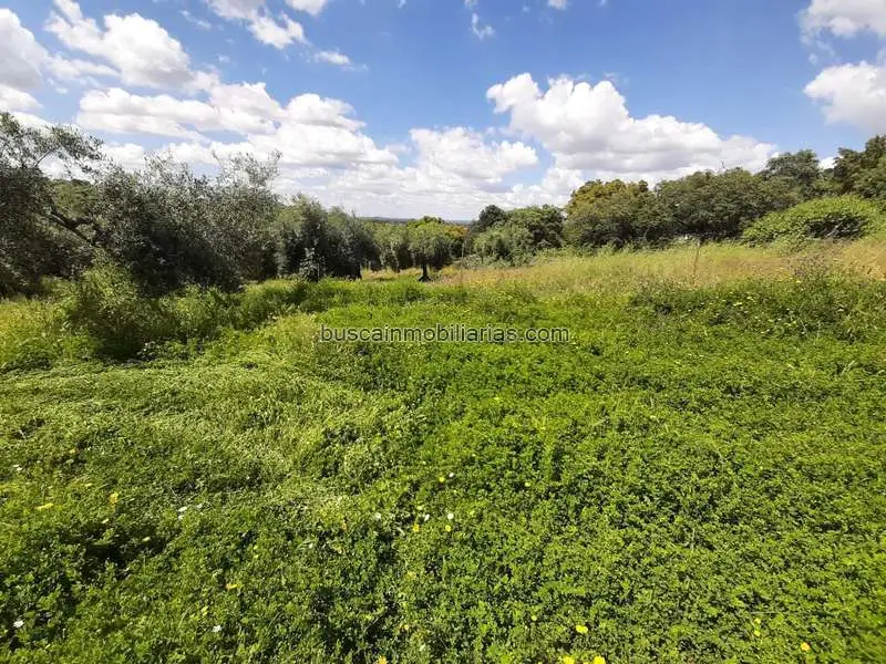 Parcela Rustica en Montánchez con Olivos y Construcción