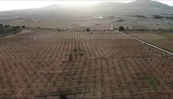 Finca de Almendros 37ha Murcia Yecla