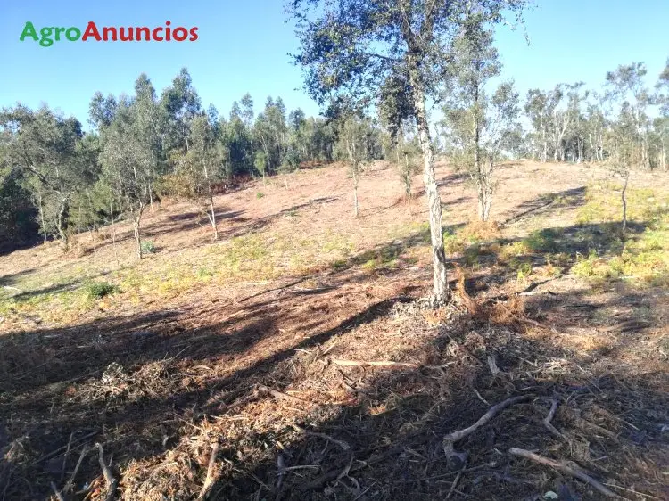 Venta  de Terreno de monte en Pontevedra