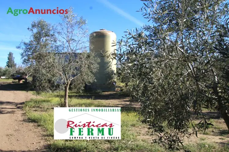 Venta de Finca de Olivos con Nave en Córdoba