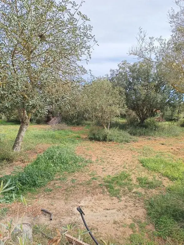 Casa en Manacor con 7000m2 de Parcela y 4 Dormitorios