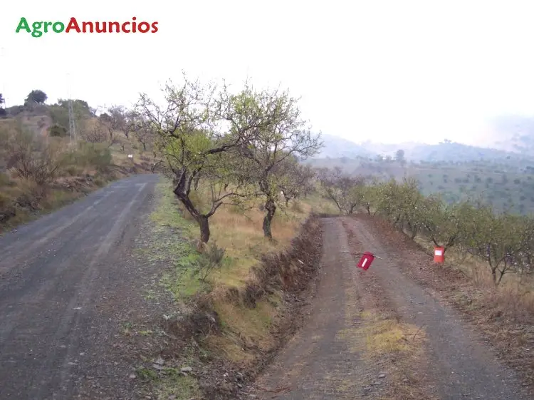 Finca Rustica con Luz y Pozo en Malaga