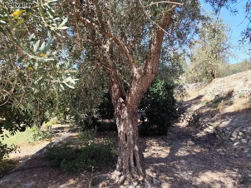Venta Finca Agricola Lecrin Granada