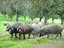 Venta  de Finca para cerdos ibéricos de bellotas en Badajoz