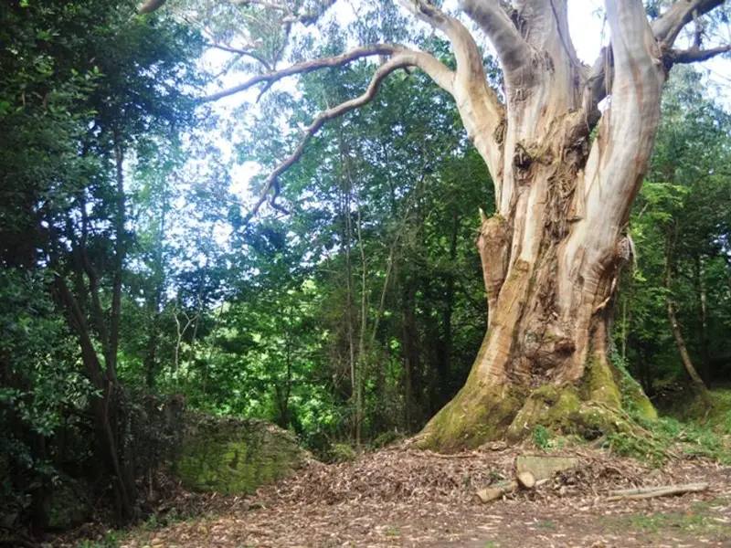 venta Terreno en Tapia de Casariego, Asturias (RV_1254)- Globaliza