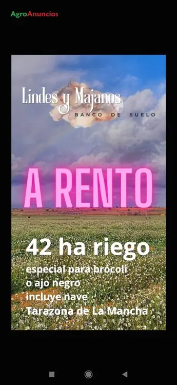 Alquiler Terreno Regadio 42 Ha Albacete Ajos Brocoli