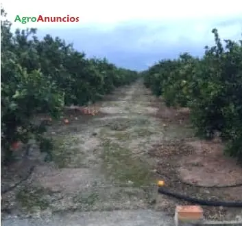 Venta  de Finca regadío en Valencia