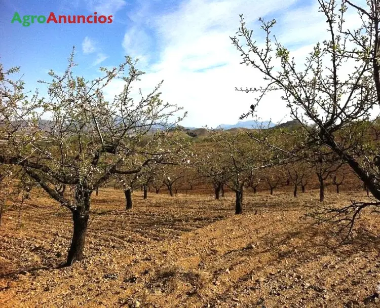 Venta  de Finca de almendros y pinar en Murcia