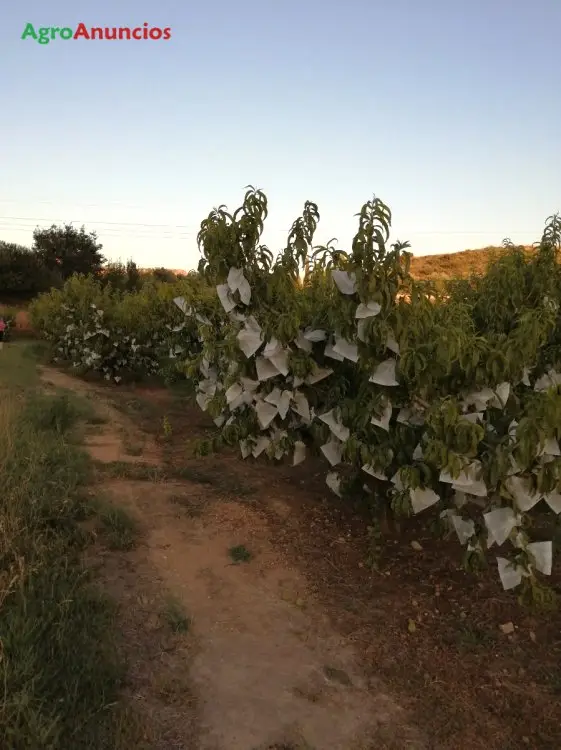 Venta  de Finca de melocotoneros andross, gesca y san miguel en Teruel