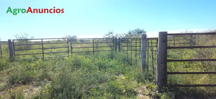Venta Finca Rústica Málaga Campo Argentina