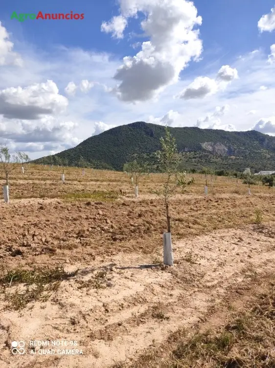 Demanda  de Finca de olivar en Sevilla