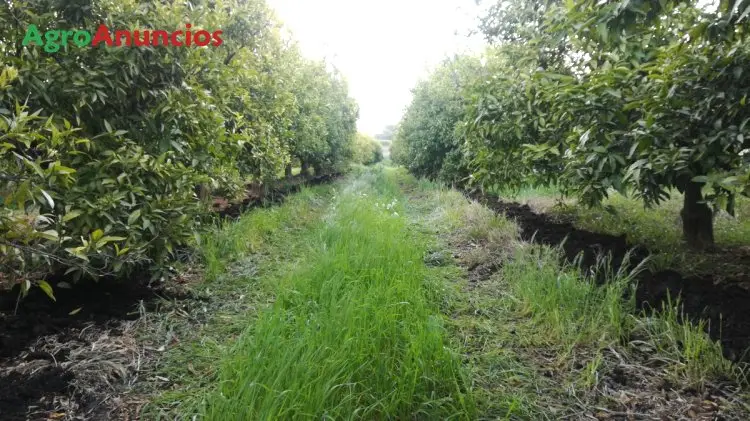 Demanda  de Finca de naranjos en Valencia