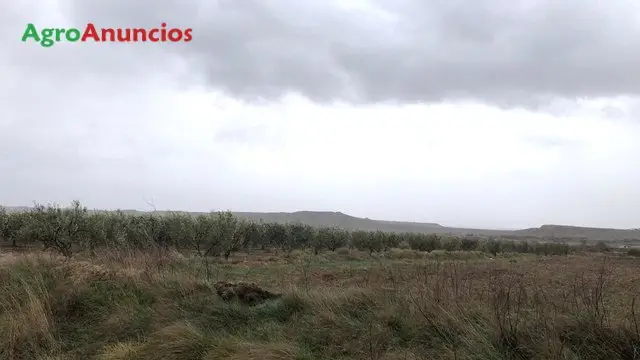 Venta  de Finca de olivar con alta producción en Navarra