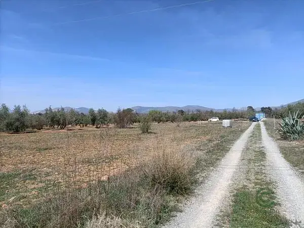 Parcela en Albolote 4337m2 con Olivos Cerca de la Autovia