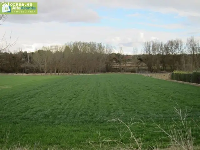 Finca Rustica en Peñaranda de Duero