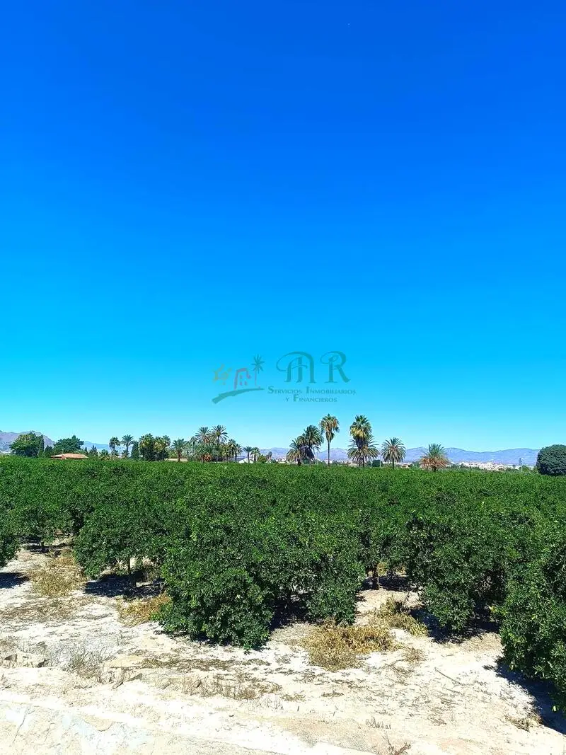 Finca Rustica 30 Tahullas Almoradí Árboles Frutales