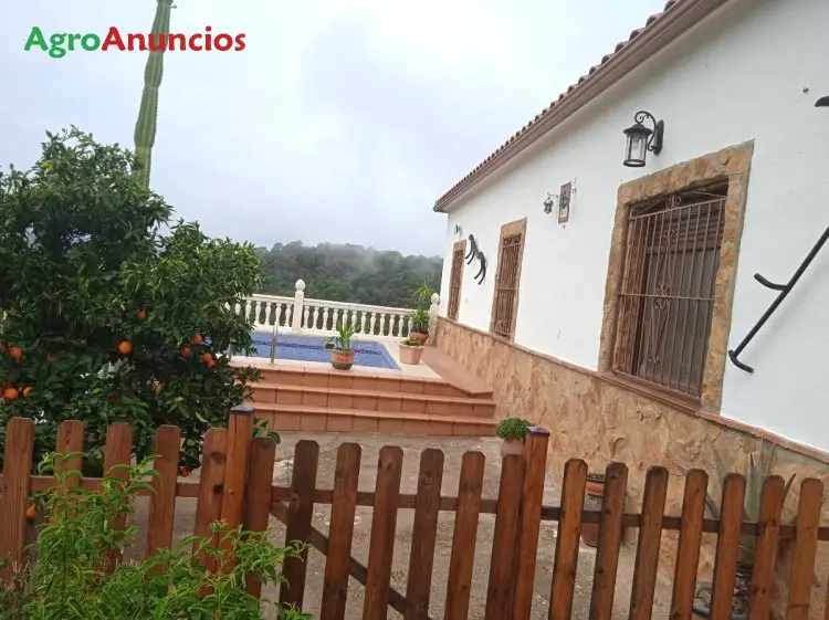 Venta  de Finca de olivos con casa en Córdoba