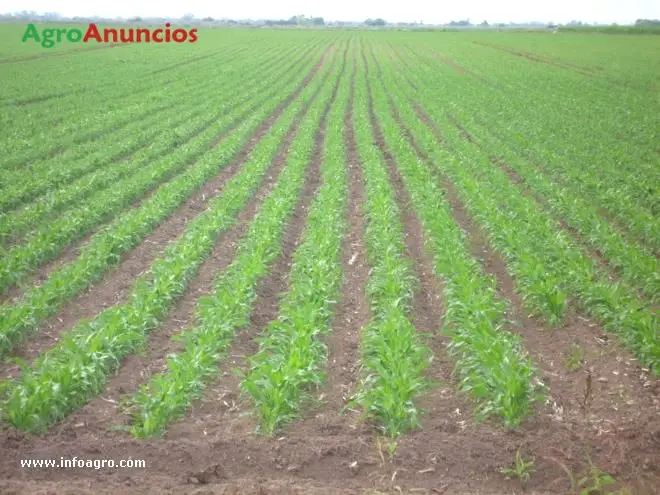 Compra  de Terreno de regadío en León