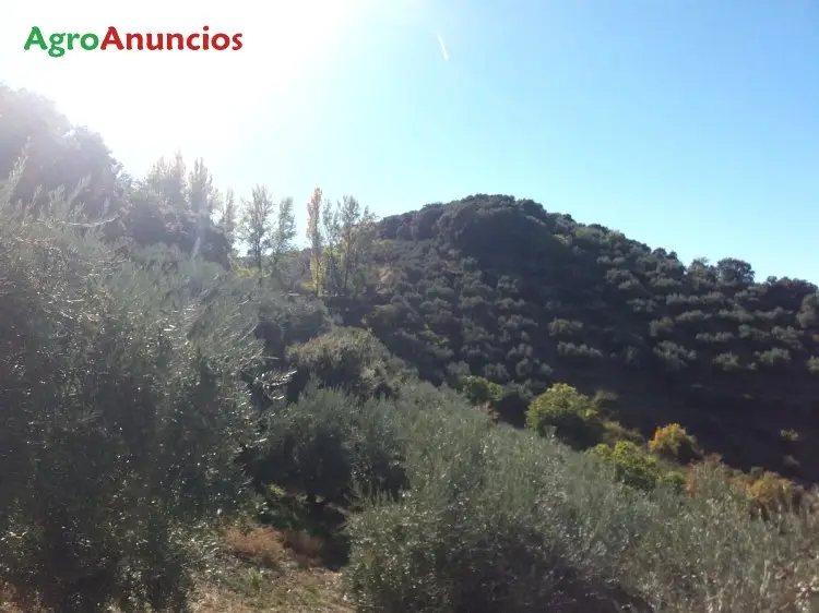 Venta  de Finca de recreo con olivar en Jaén