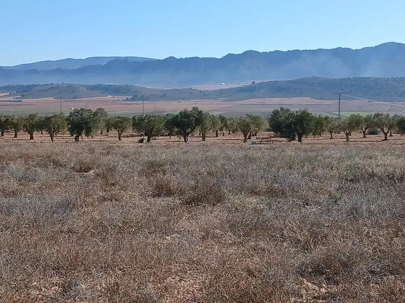 Solar en Venta Yecla Murcia