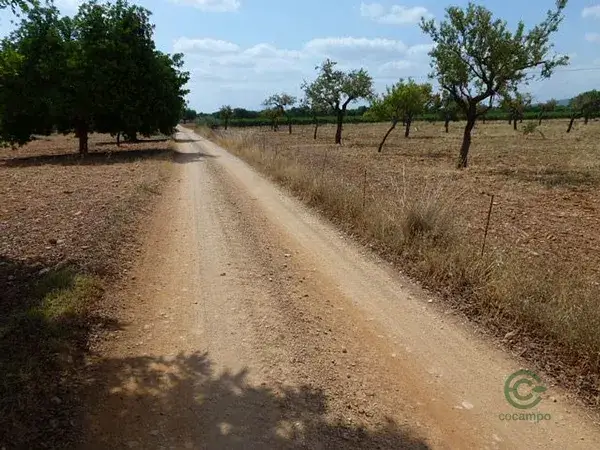 Finca Rustica Binissalem 432ha Cultivo Vina Vivienda