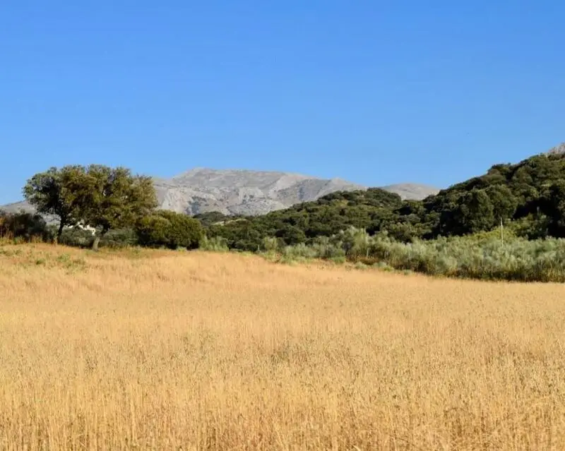 Finca Rustica 660m2 con Casa de Campo Estilo Andaluz