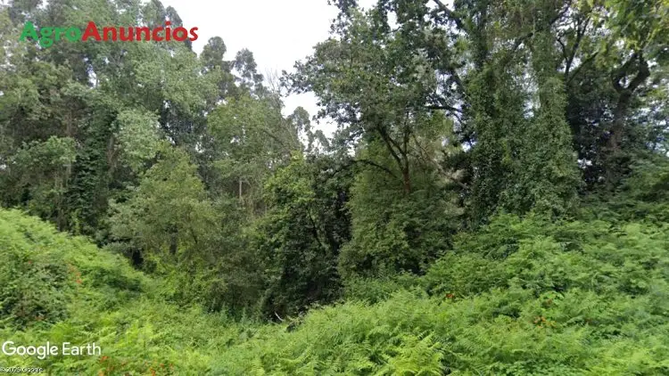 Finca Rustica en Colunga Asturias Venta