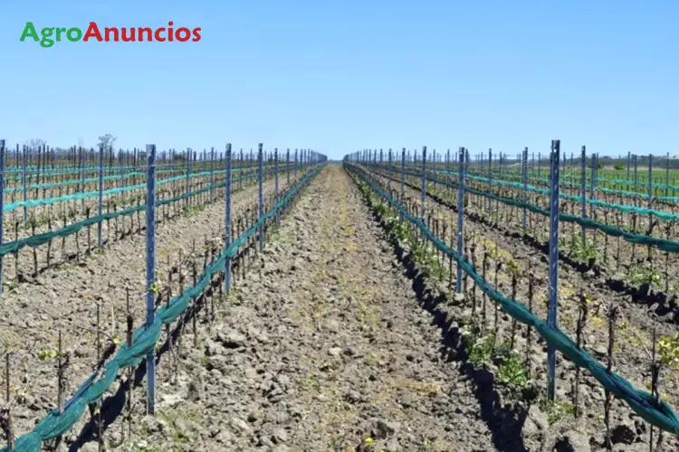 Venta  de Finca de viñedo en regadío con espaldera en Valladolid